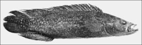 Ringtail pike cichlid