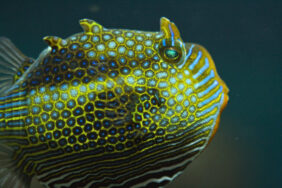 Ornate Cowfish