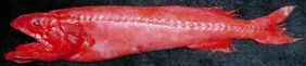 Velvet whalefish