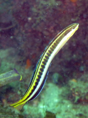 Mimic blenny