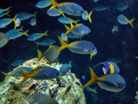 Yellow and Blueback Fusilier