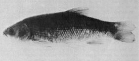 Thicktail chub