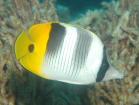 Pacific double-saddle butterflyfish