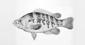 Sacramento Perch