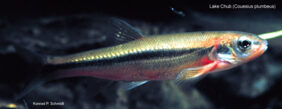 Lake chub