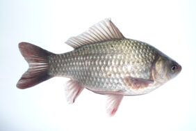 Prussian carp