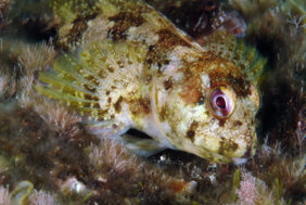 (Lipophrys trigloides) fishing