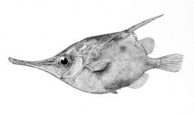 bellows fish