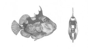 Starry Triggerfish