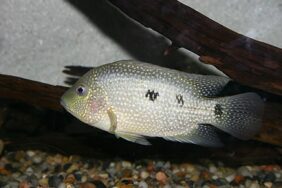 Texas cichlid