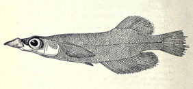 Duck-billed Buntingi