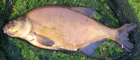 Carp bream