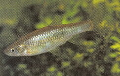Pararasbora