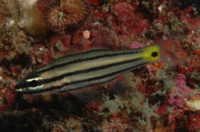 Five-lined Cardinalfish