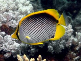 Blackback butterflyfish