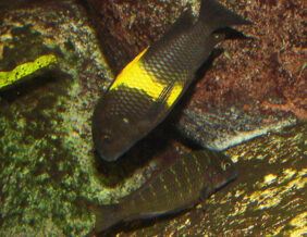 blunthead cichlid