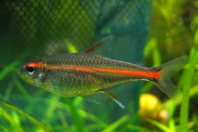 glowlight tetra
