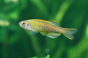 Glowlight danio