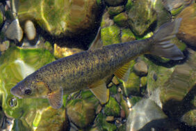 Northern straight-mouth nase