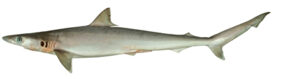 Sliteye shark