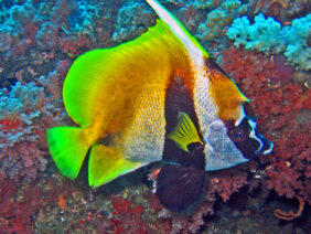 Masked Bannerfish