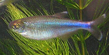 Cochu's blue tetra