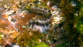 Germain's blenny