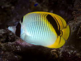 Spot-nape_butterflyfish