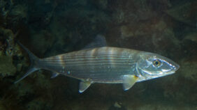 Bonefish