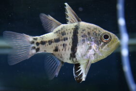 Orbiculate Cardinalfish