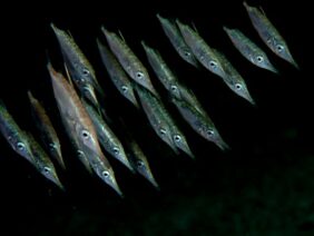Longspine snipefish