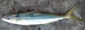 Rainbow runner
