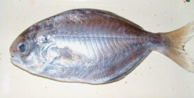 Japanese butterfish