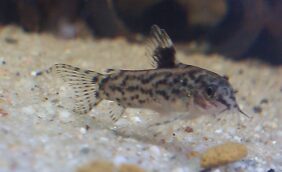 Sixray corydoras