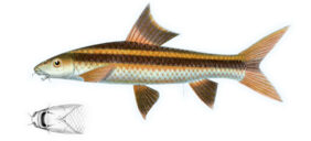 Flying Fox (fish)