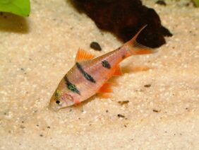 Pentazona barb