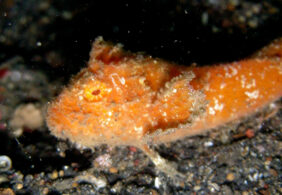 Sulu velvetfish