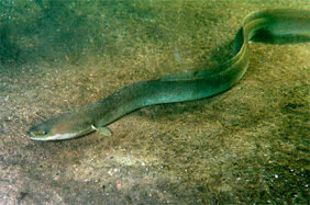 European eel