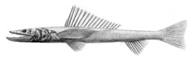 Deepsea lizardfish