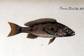 Giant Cichlid