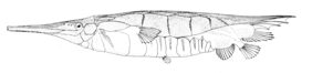 razorfish
