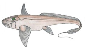 Ghost shark
