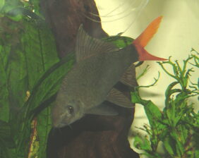 Red-tailed black shark