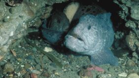 wolf eel