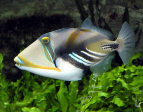 Blackbar triggerfish