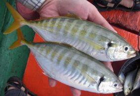 Yellowtail scad