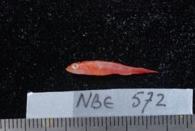 Delicate dragonet