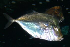 Lookdown