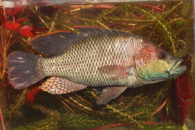 Purpleface largemouth