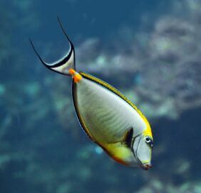 Elegant unicornfish